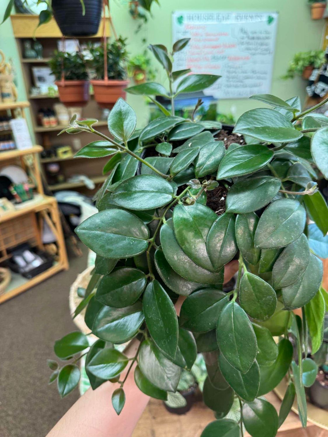 6.5&quot; Lipstick Plant (Mona Lisa)