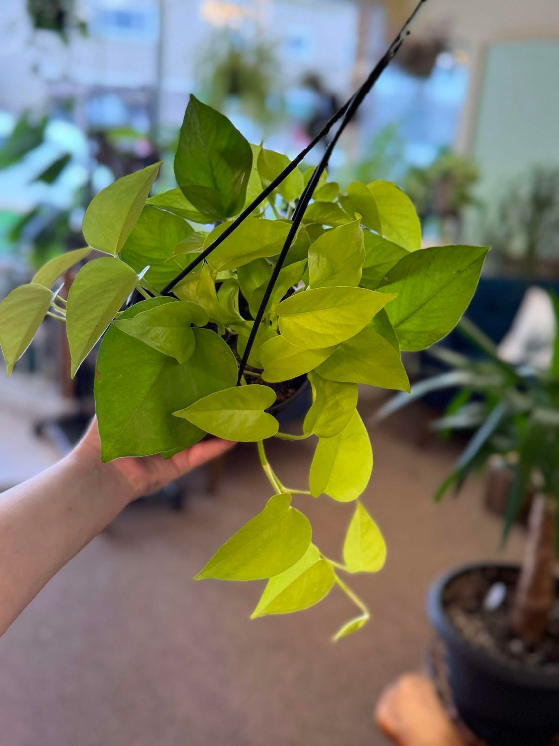 6.5&quot; Epipremnum Aureum Neon (pothos)