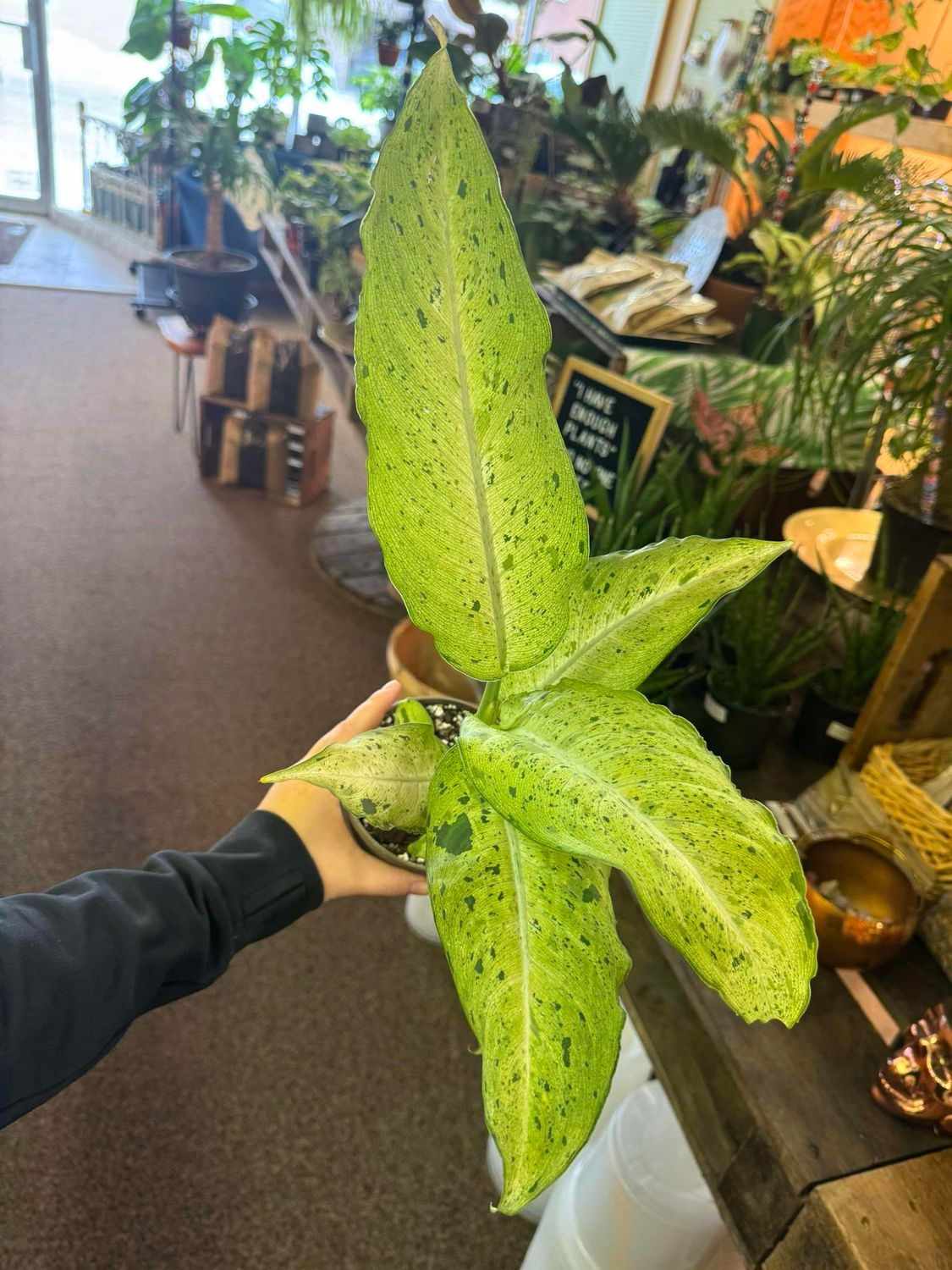 4&quot; Dieffenbachia Camoflauge