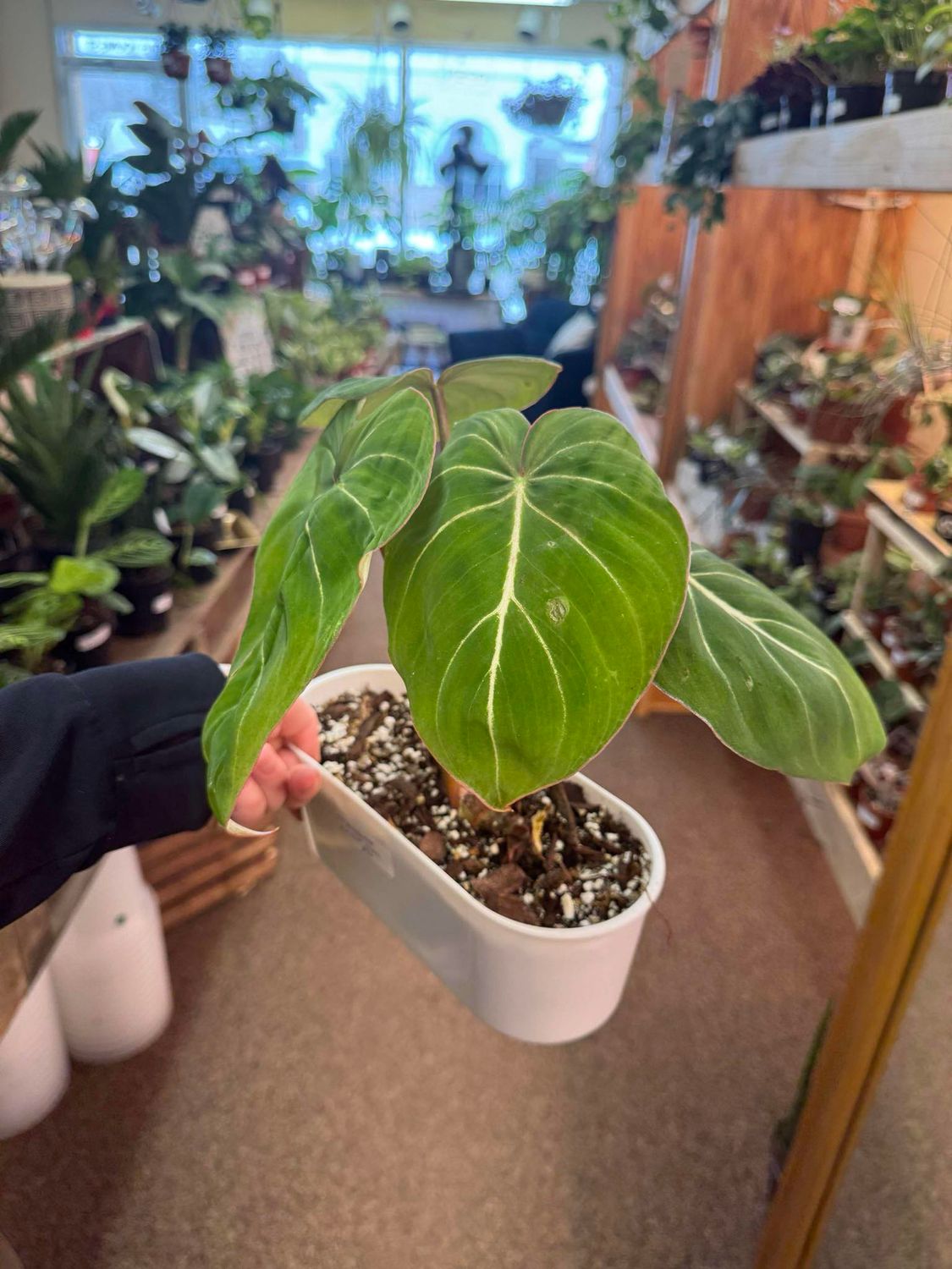 4.5&quot; Philodendron Gloriosum Zebra