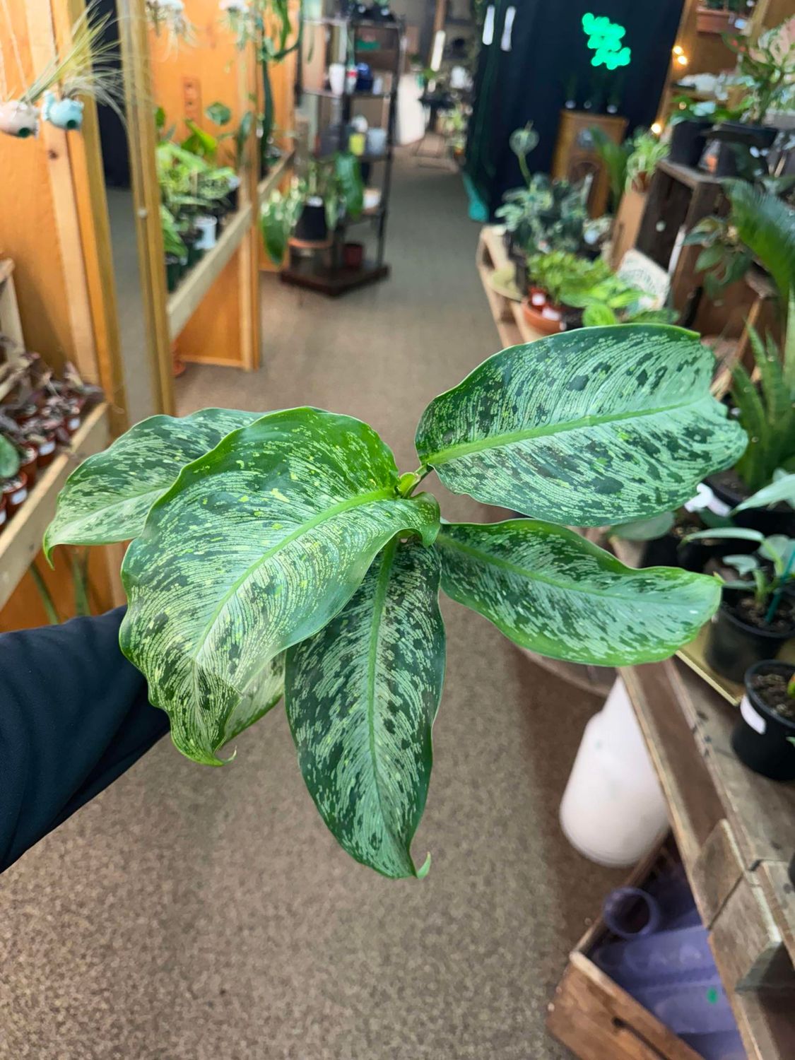 4&quot; Dieffenbachia Snow