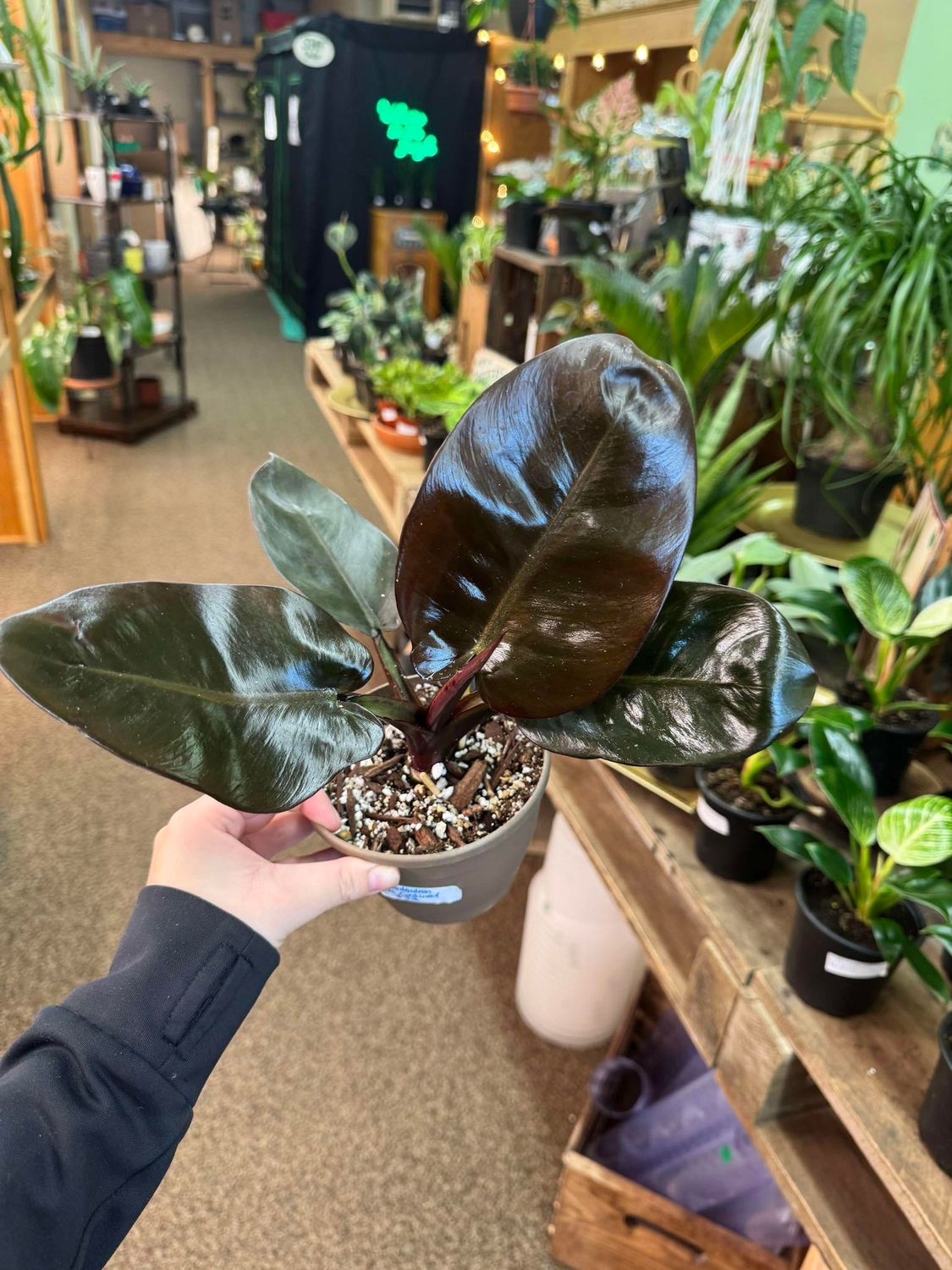 4&quot; Philodendron Black Cardinal