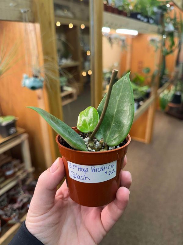 3.5&quot; Hoya Parasitica Splash