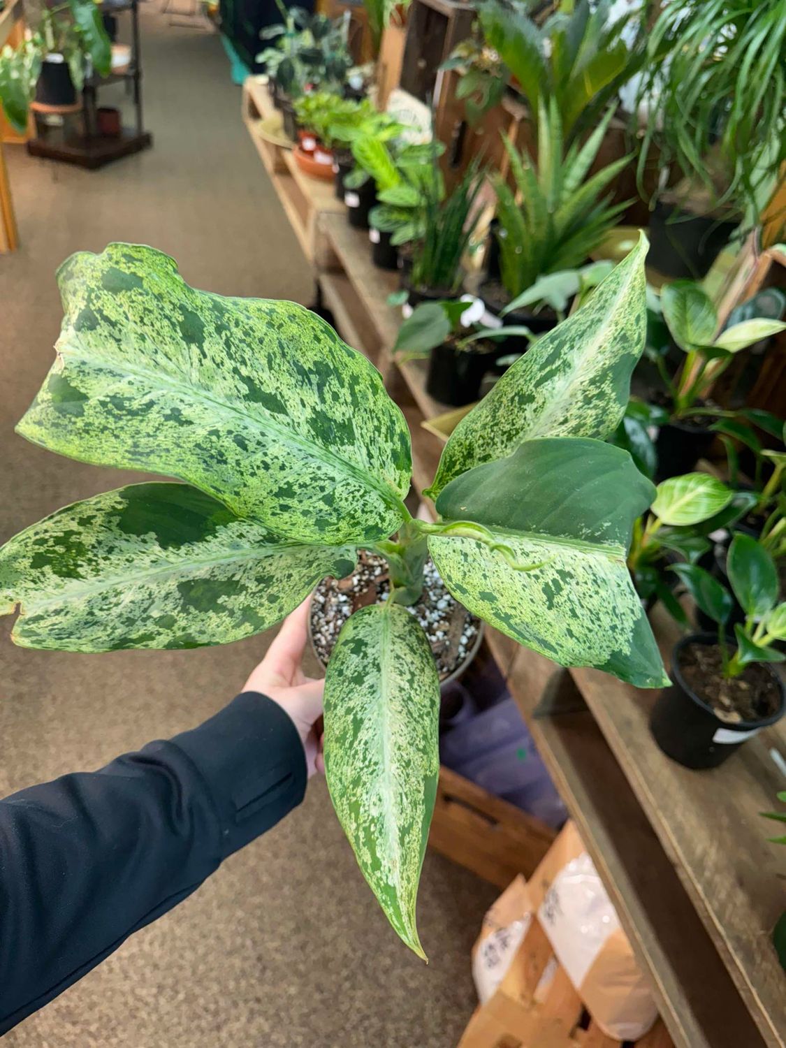 4&quot; Dieffenbachia Mauiwowie