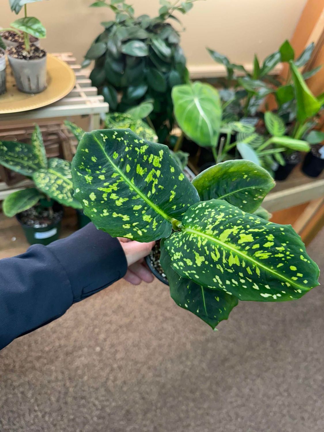 4&quot; Dieffenbachia Reflector