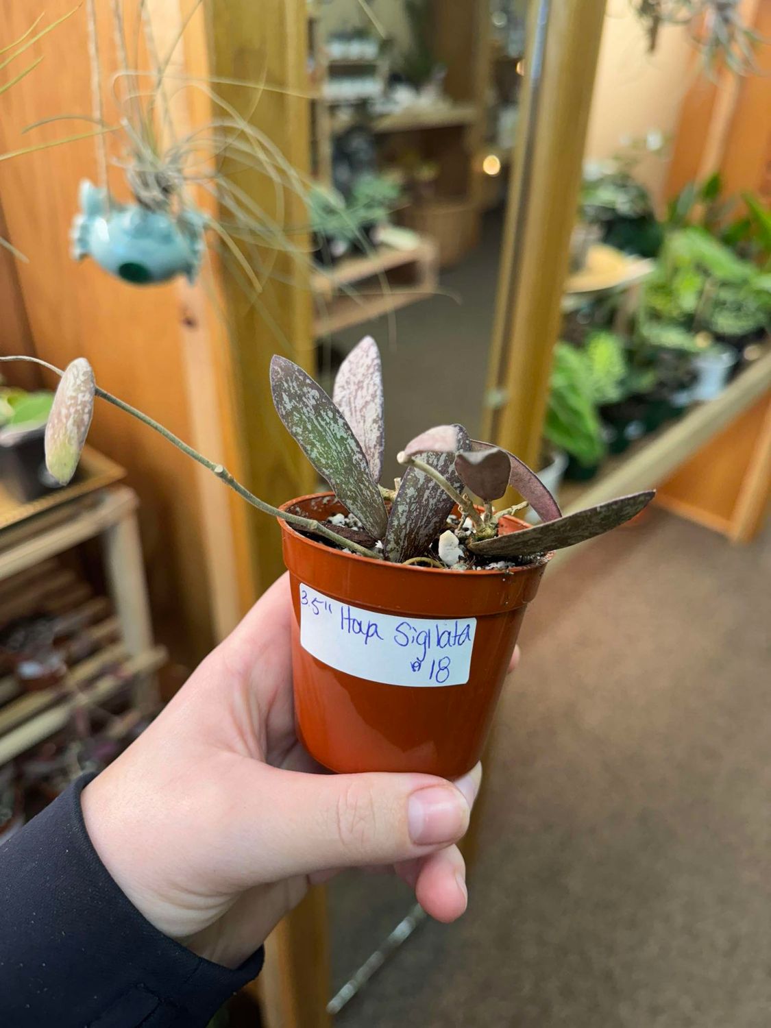 3.5&quot; Hoya Sigllata