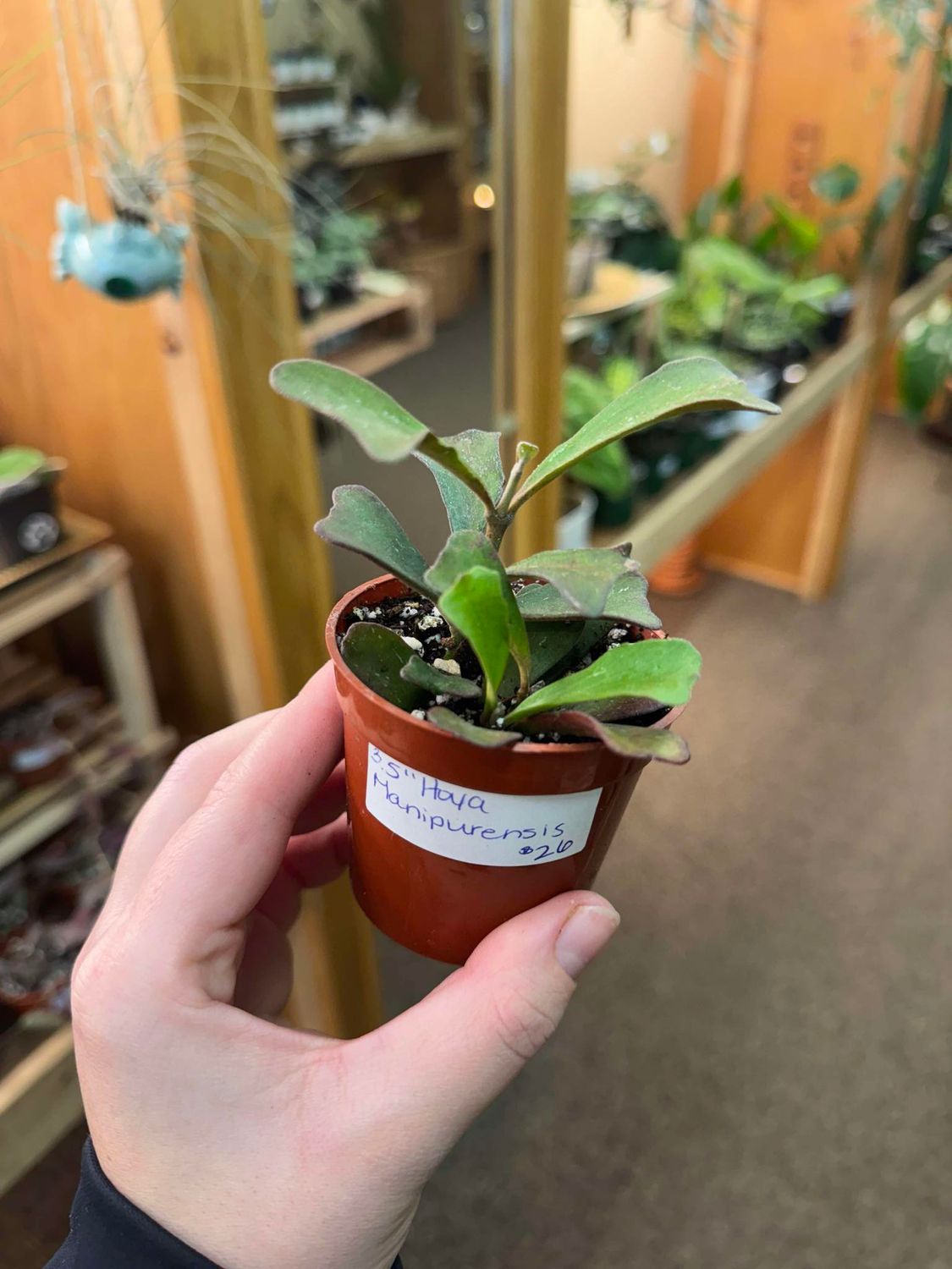3.5&quot; Hoya Manipurensis