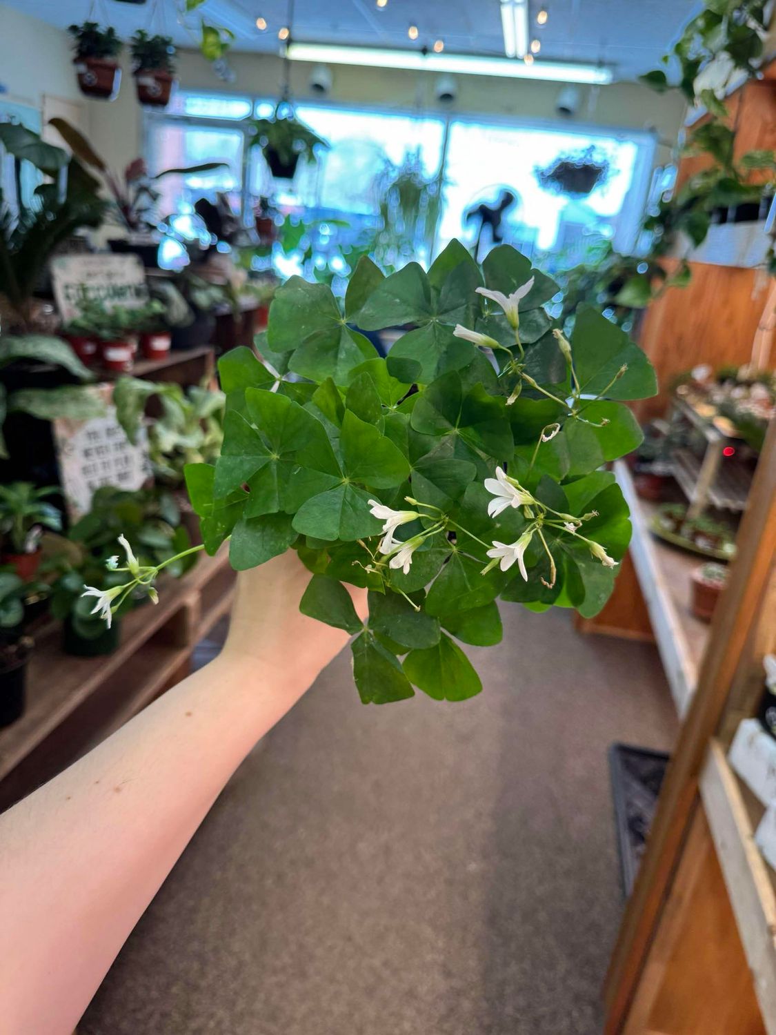 4&quot; Green Oxalis 
