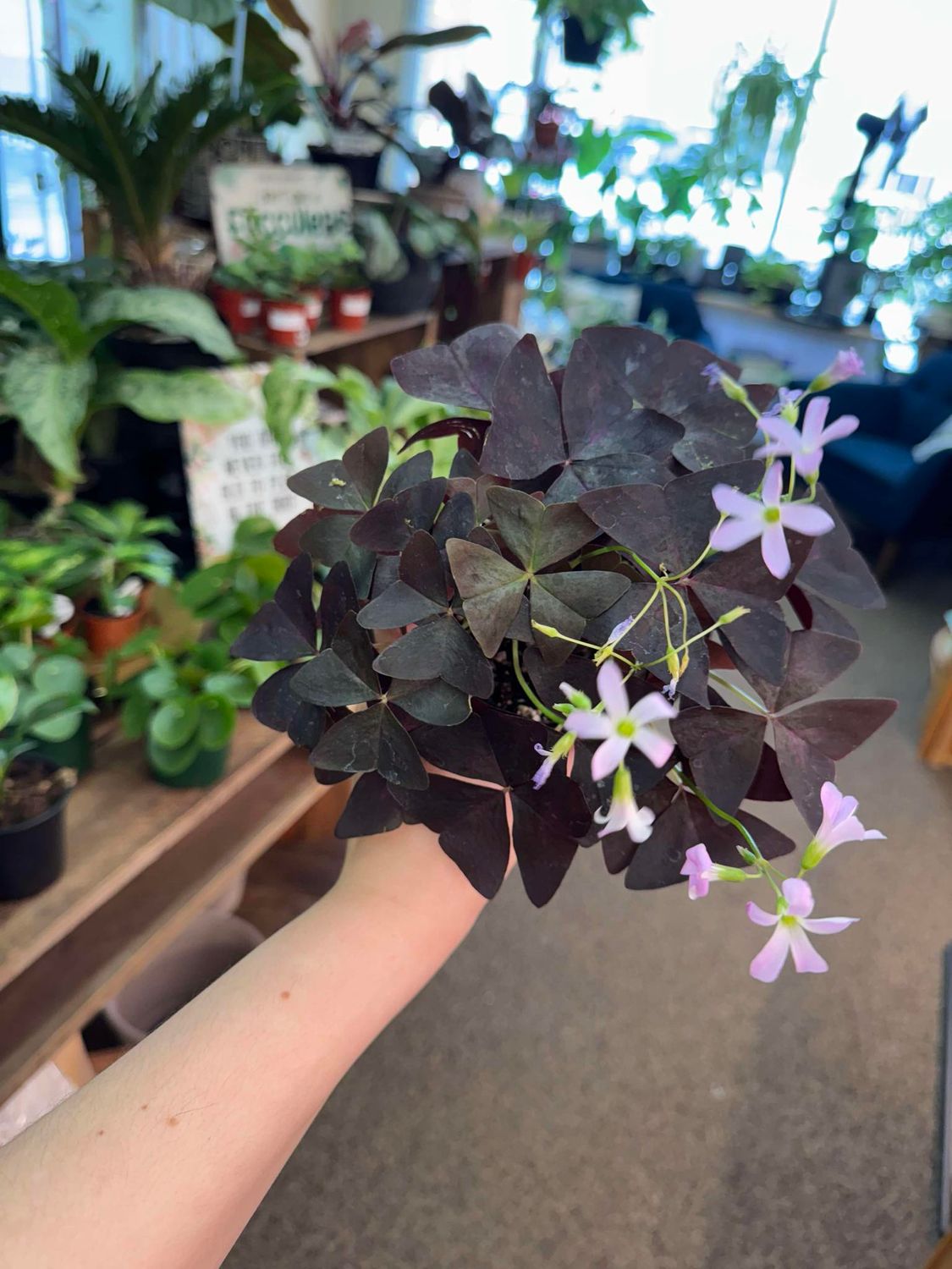 4&quot; Purple Oxalis