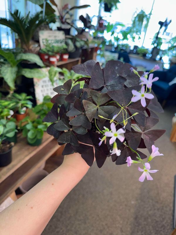 4&quot; Purple Oxalis