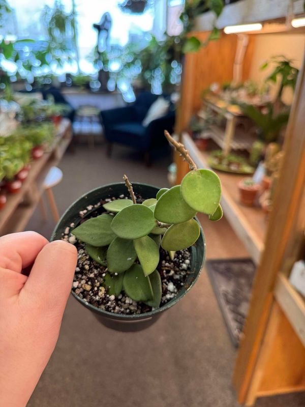 4&quot; Hoya Nummulariodes Pink Corona