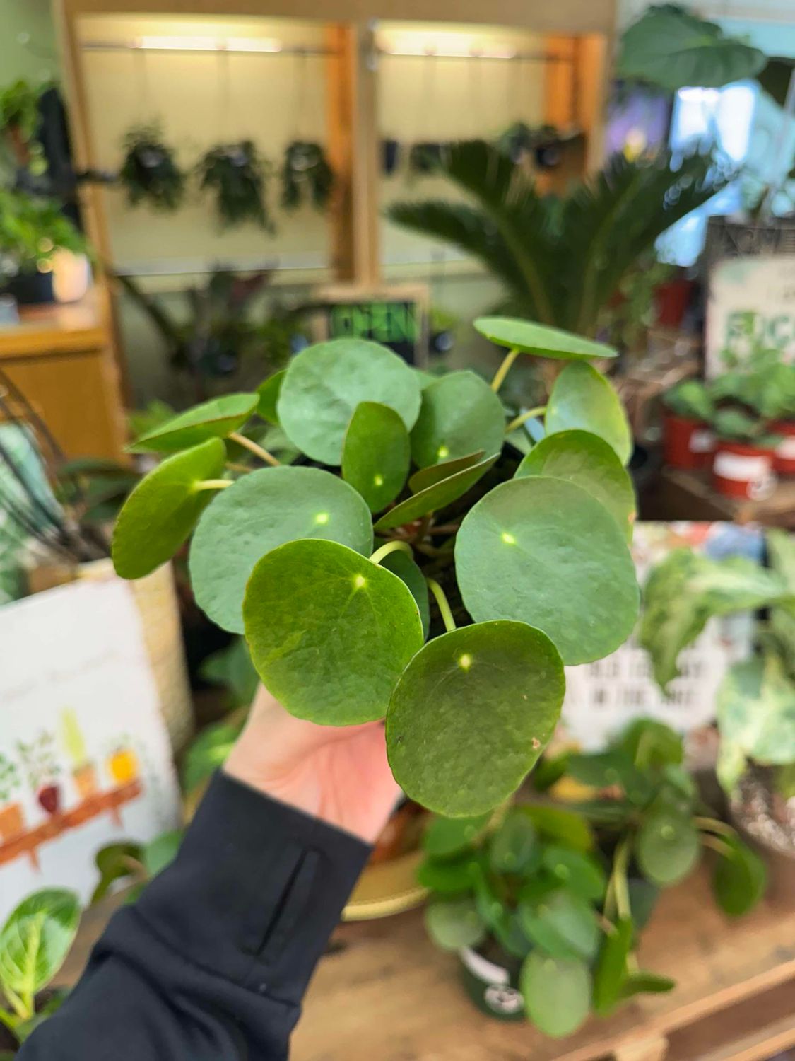 4&quot; Pilea Peperomiodes
