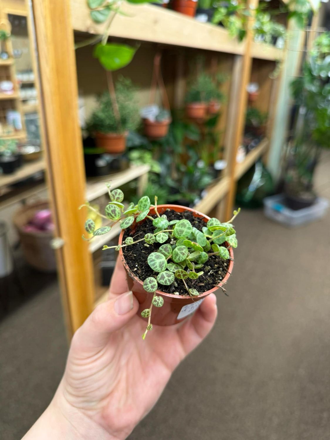 2.5&quot; String of Turtles