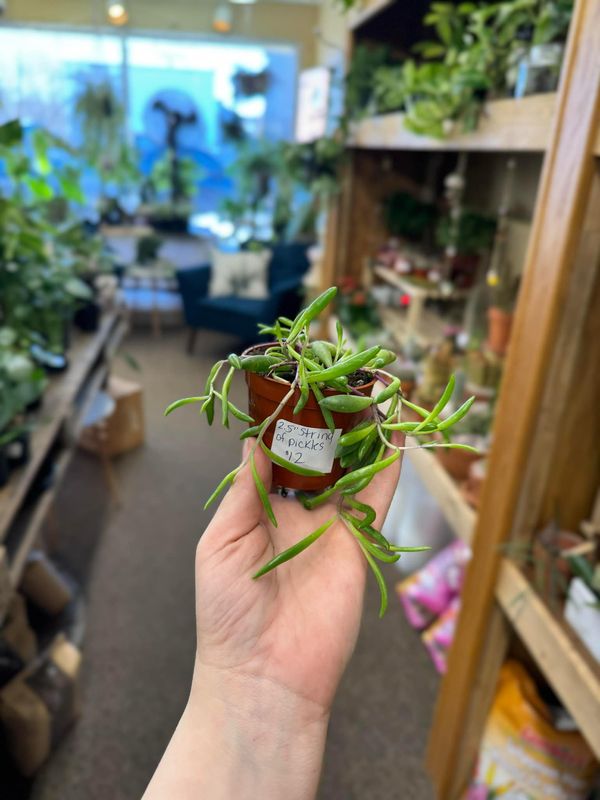 2.5&quot; String of pickles
