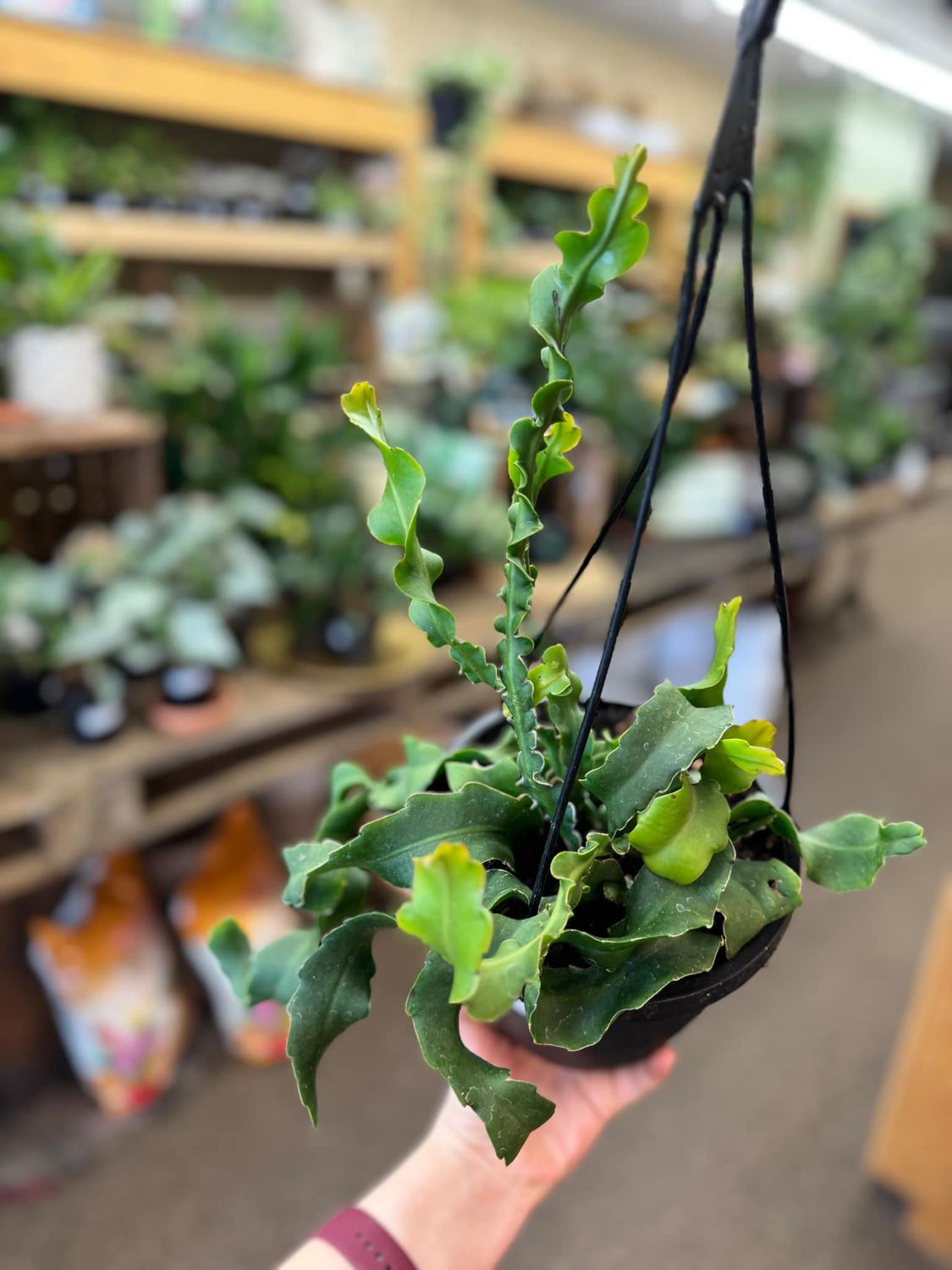 6.5&quot; Curly Locks Orchid Cactus