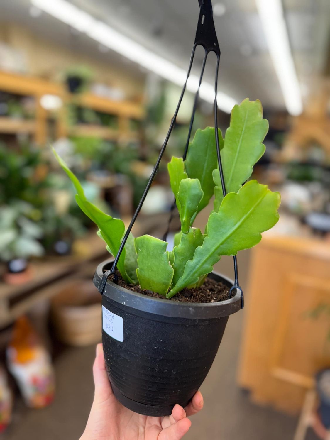 6.5&quot; Orchid Cactus