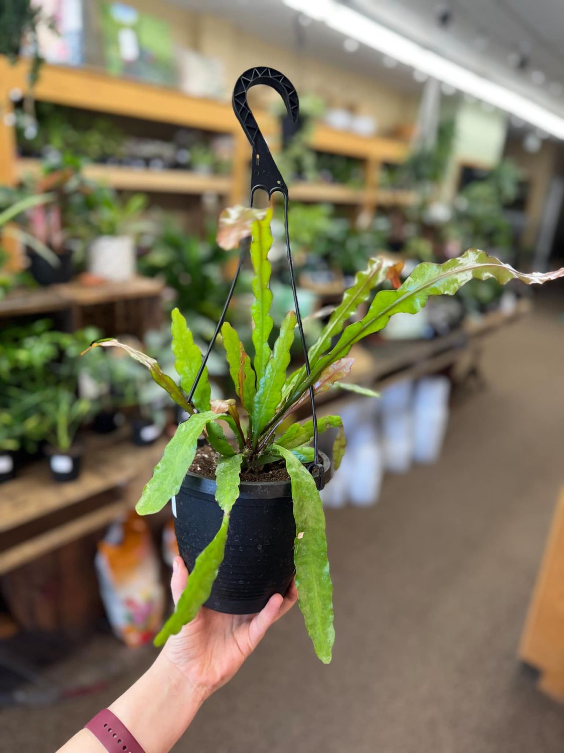 6.5&quot; Rhipsalis Fire Red