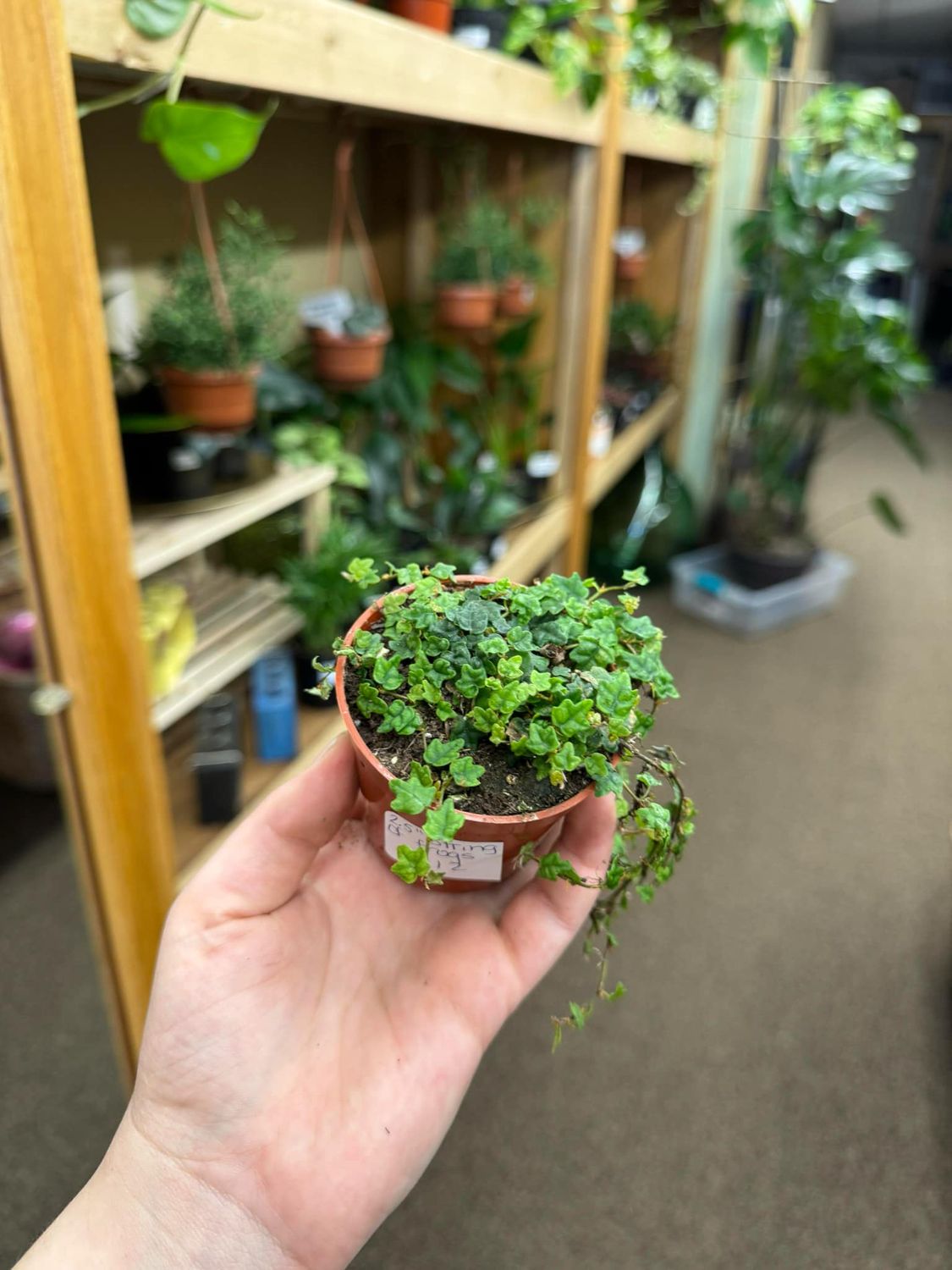 2.5&quot; String of Frogs