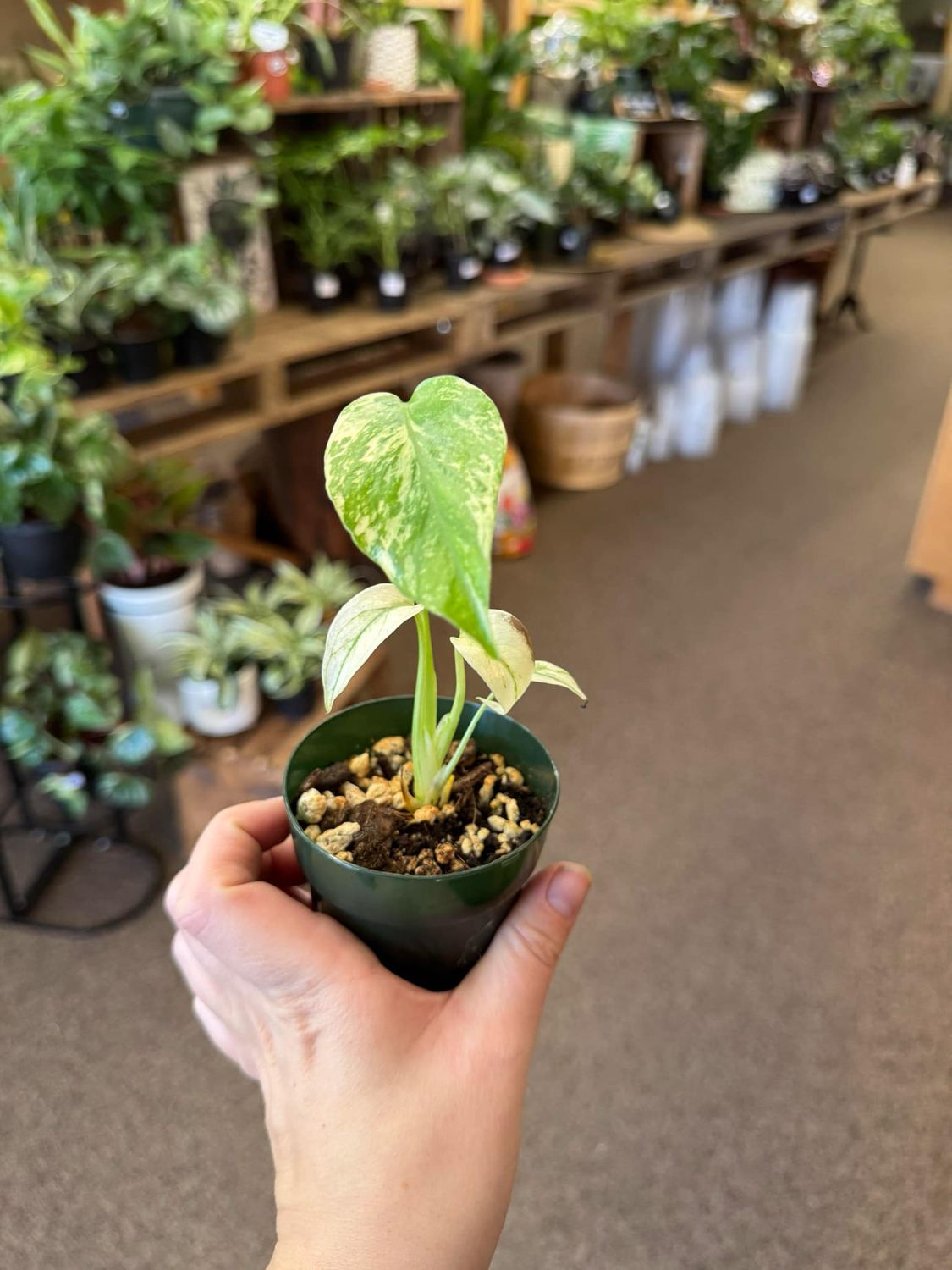 3.5&quot; Monstera Mint
