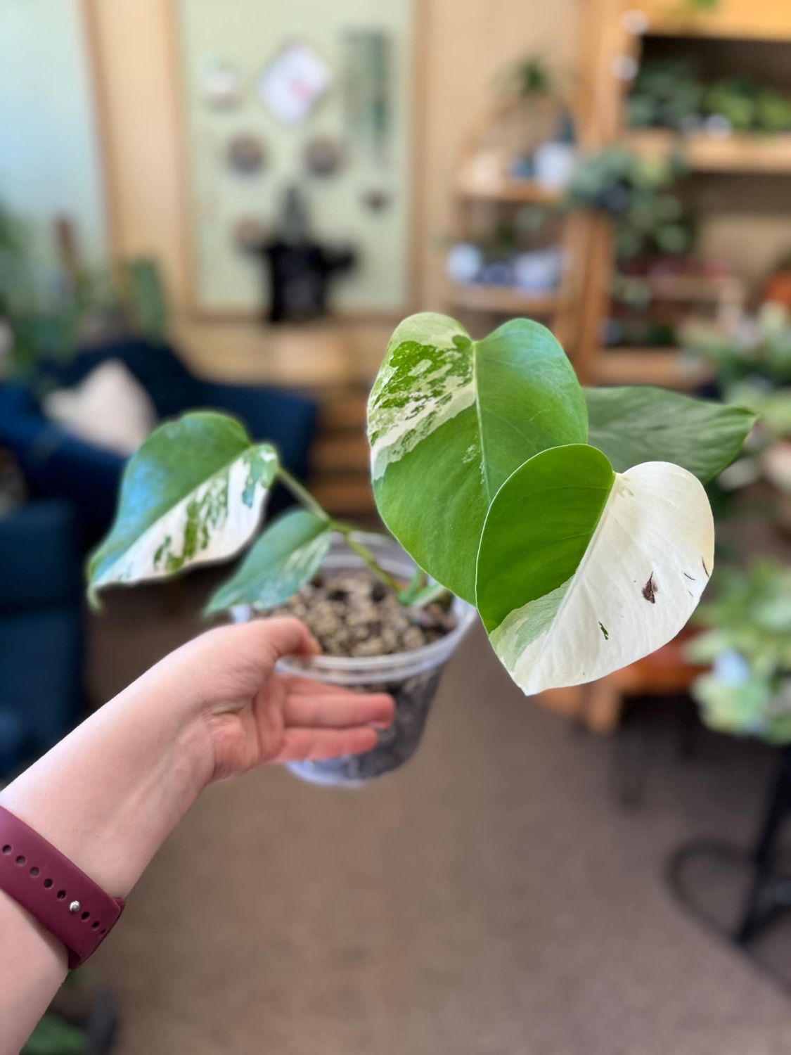 6&quot; Monstera Albo