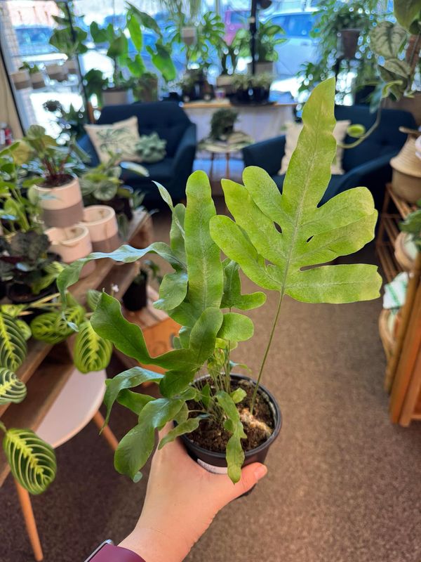 4&quot; Blue Star Fern