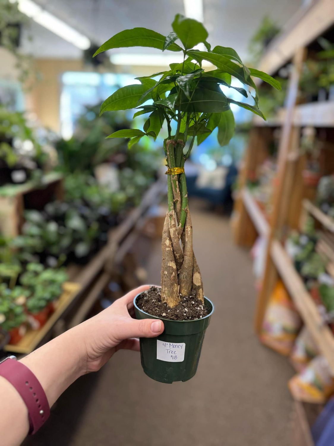 4&quot; Money Tree