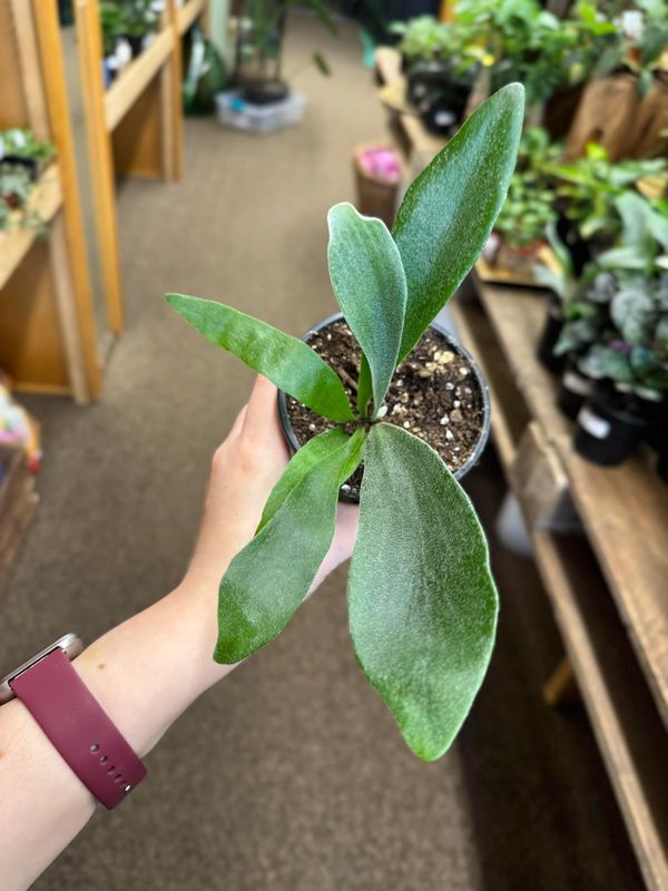 4&quot; Staghorn Fern