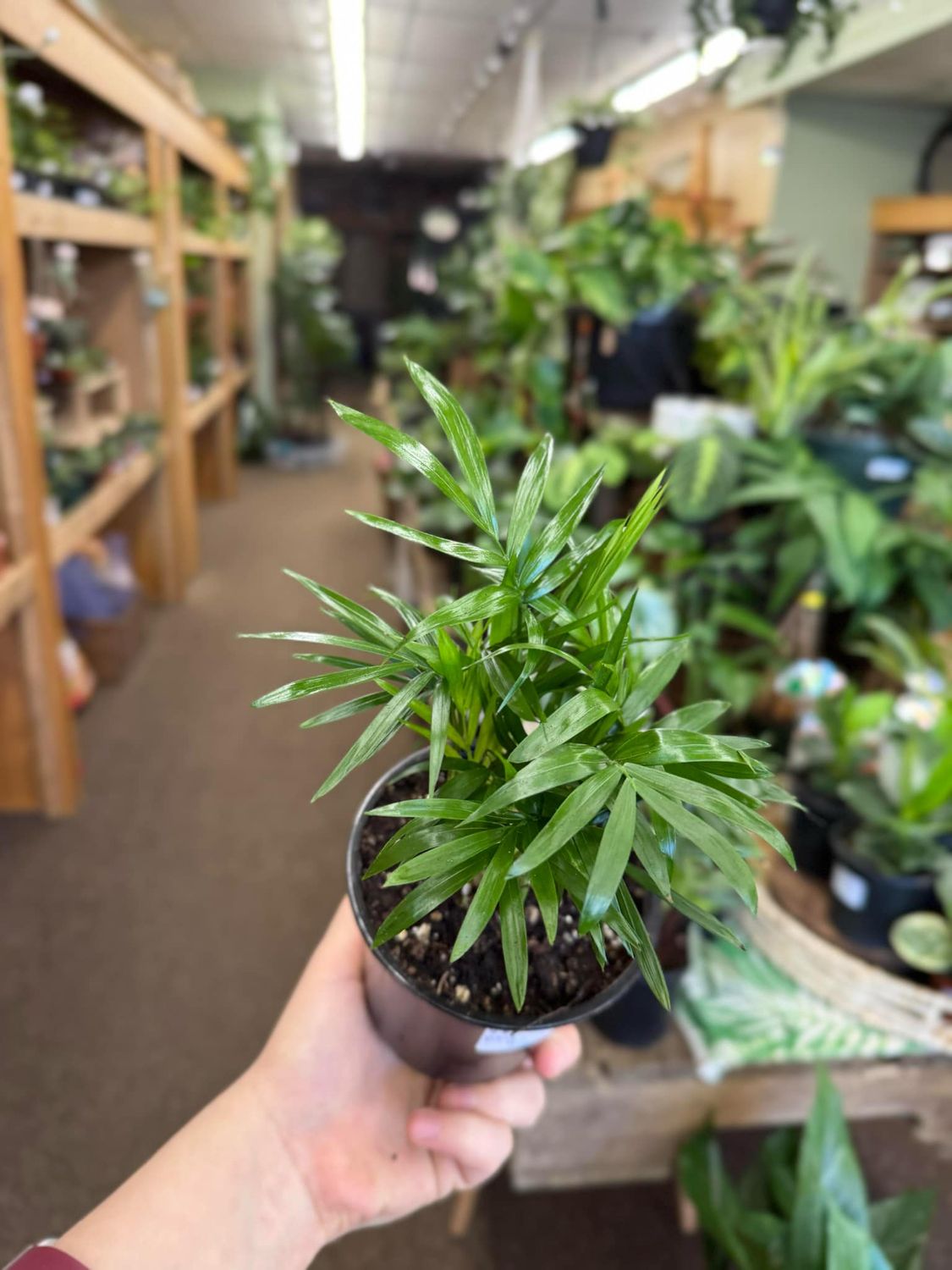 4&quot; Parlour Palm 