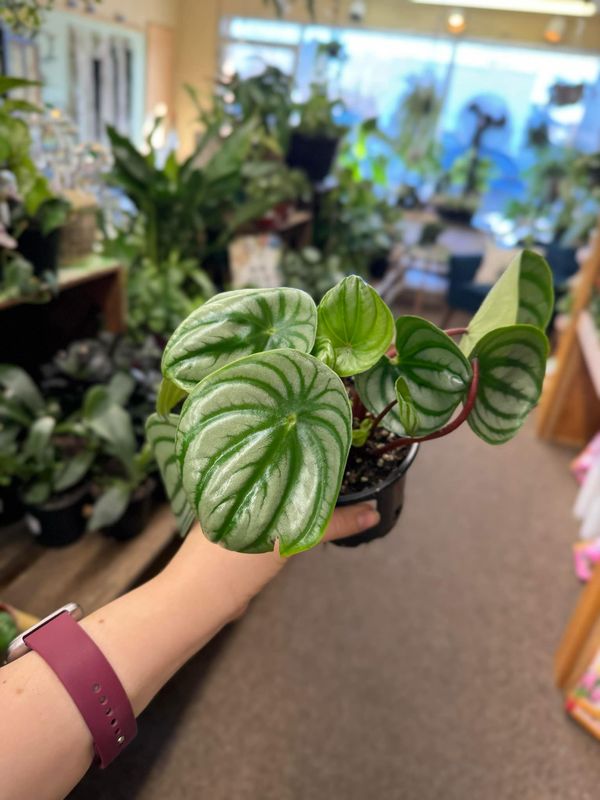4&quot; Peperomia Watermelon