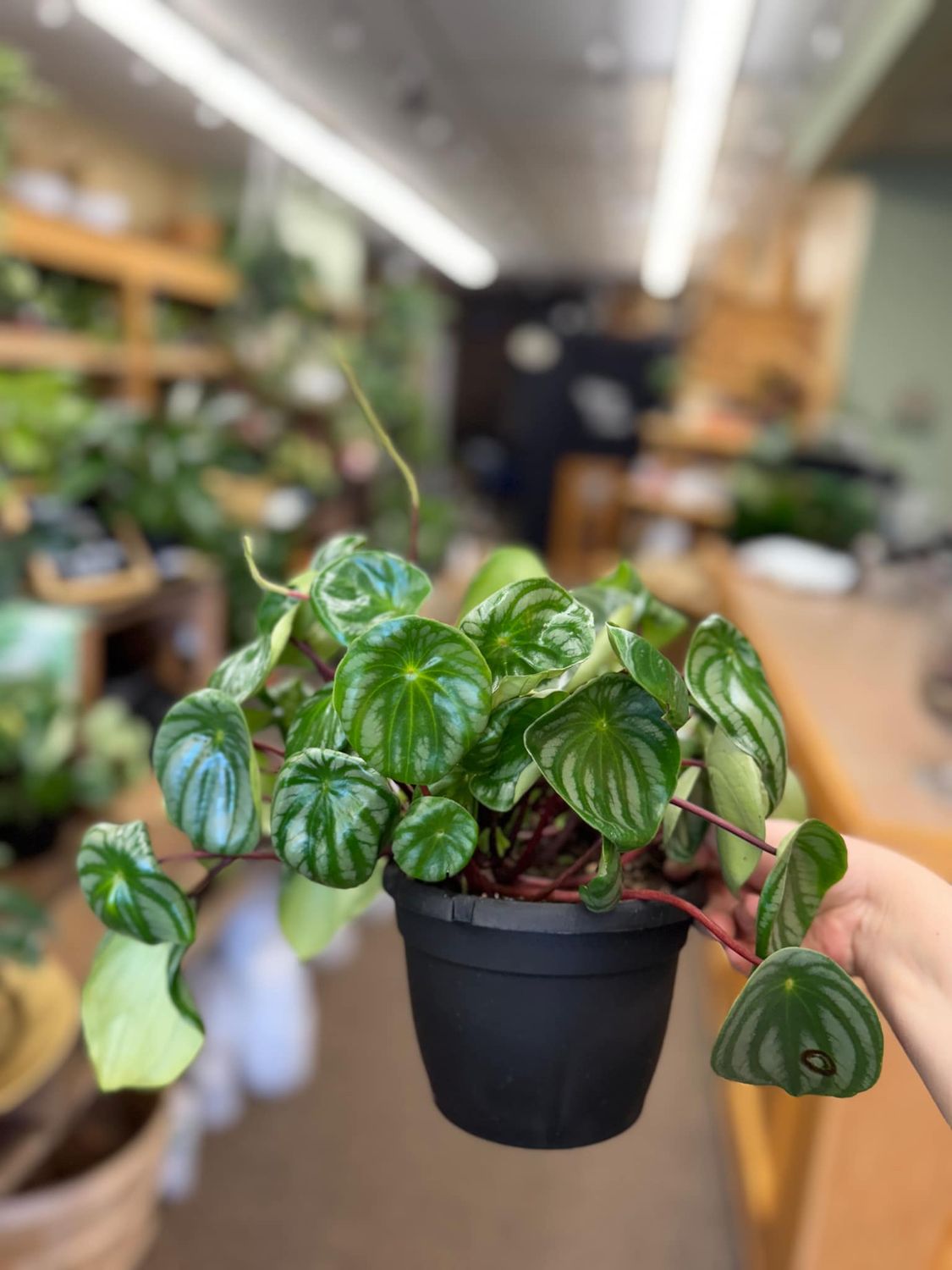 6.5&quot; Watermelon Peperomia