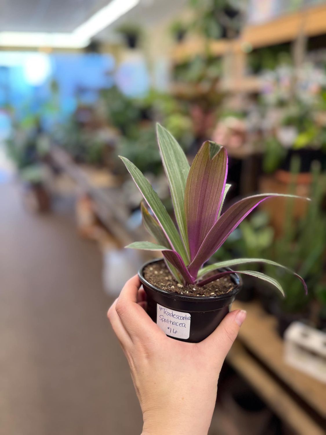 4&quot; Tradescantia Spatharea