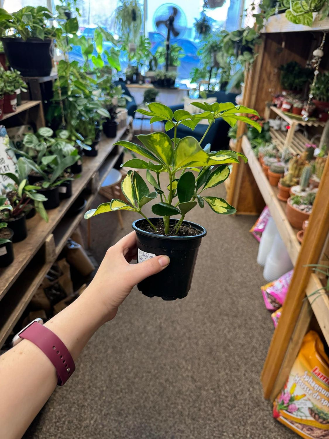4&quot; Schefflera Gold Capella