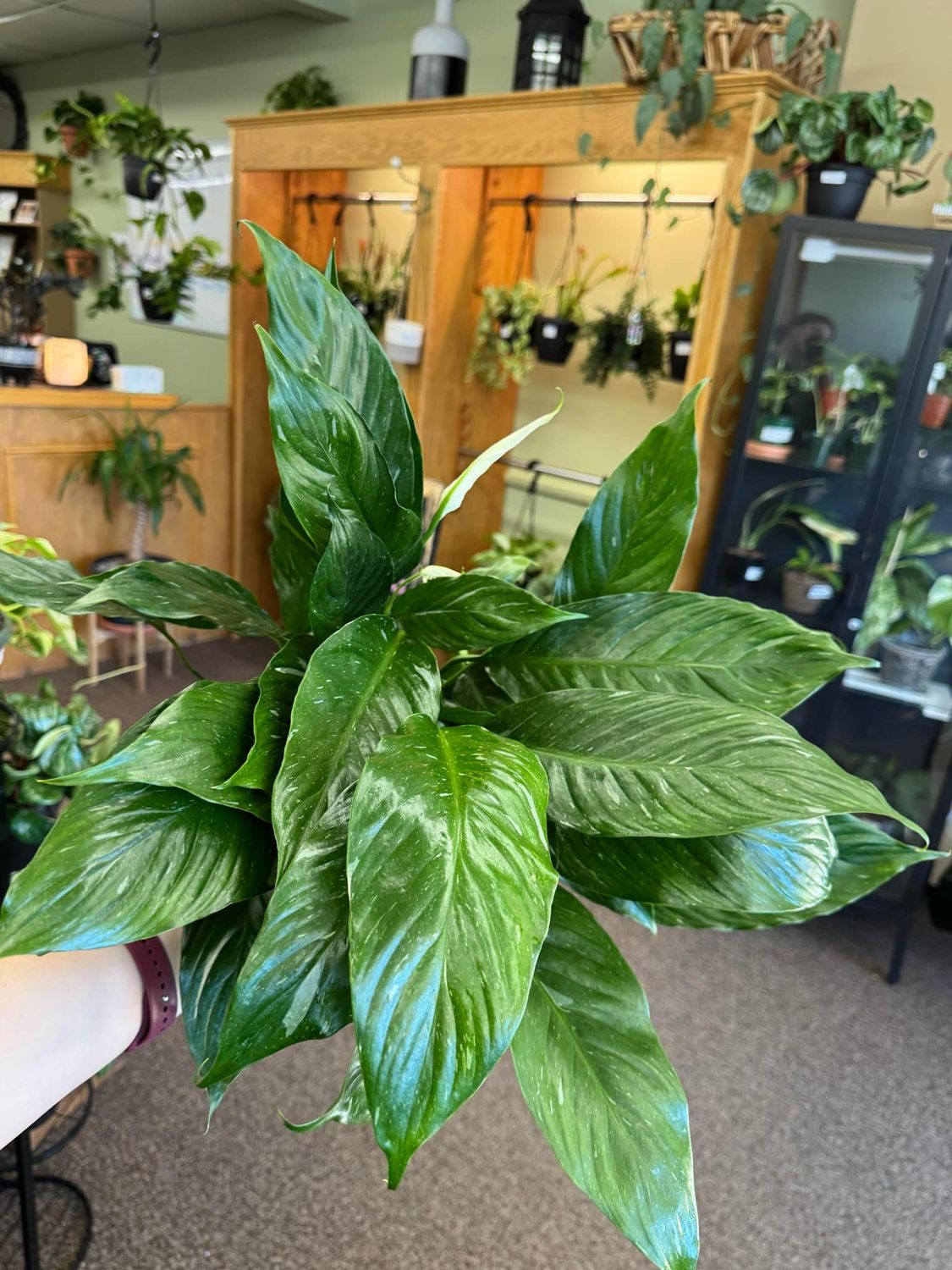 6&quot; Spathiphyllum Domino Peace Lily