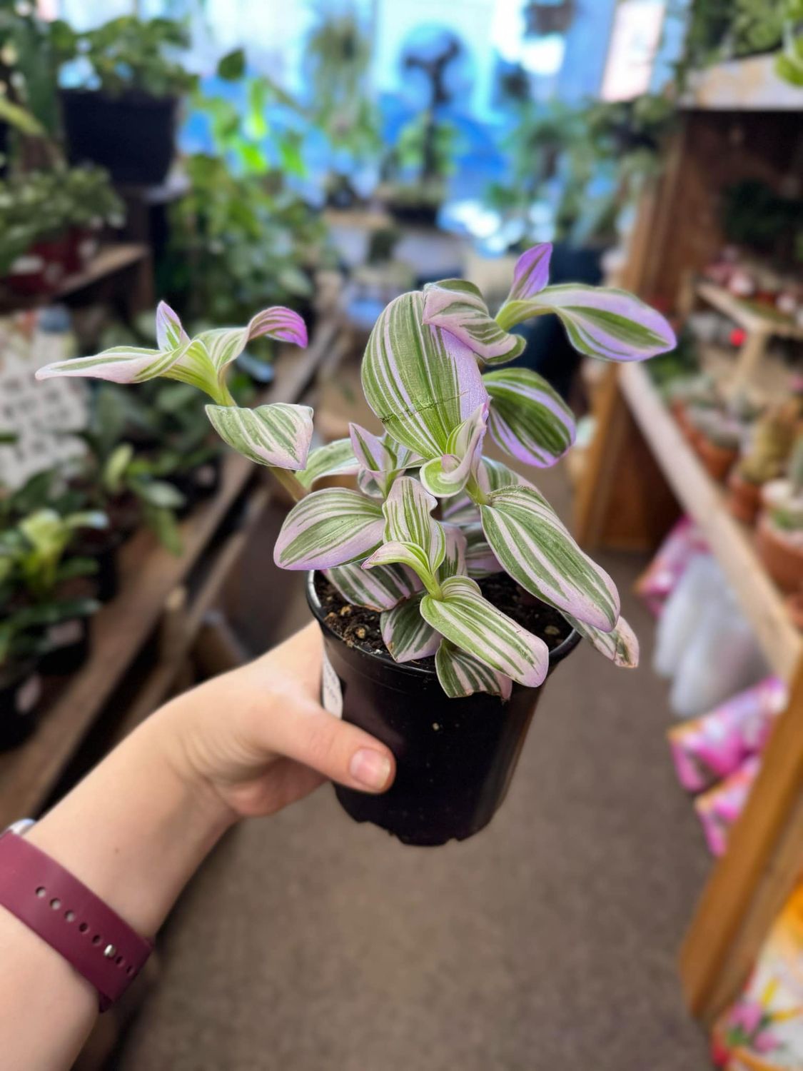 4&quot; Tradescantia Bubble Gum