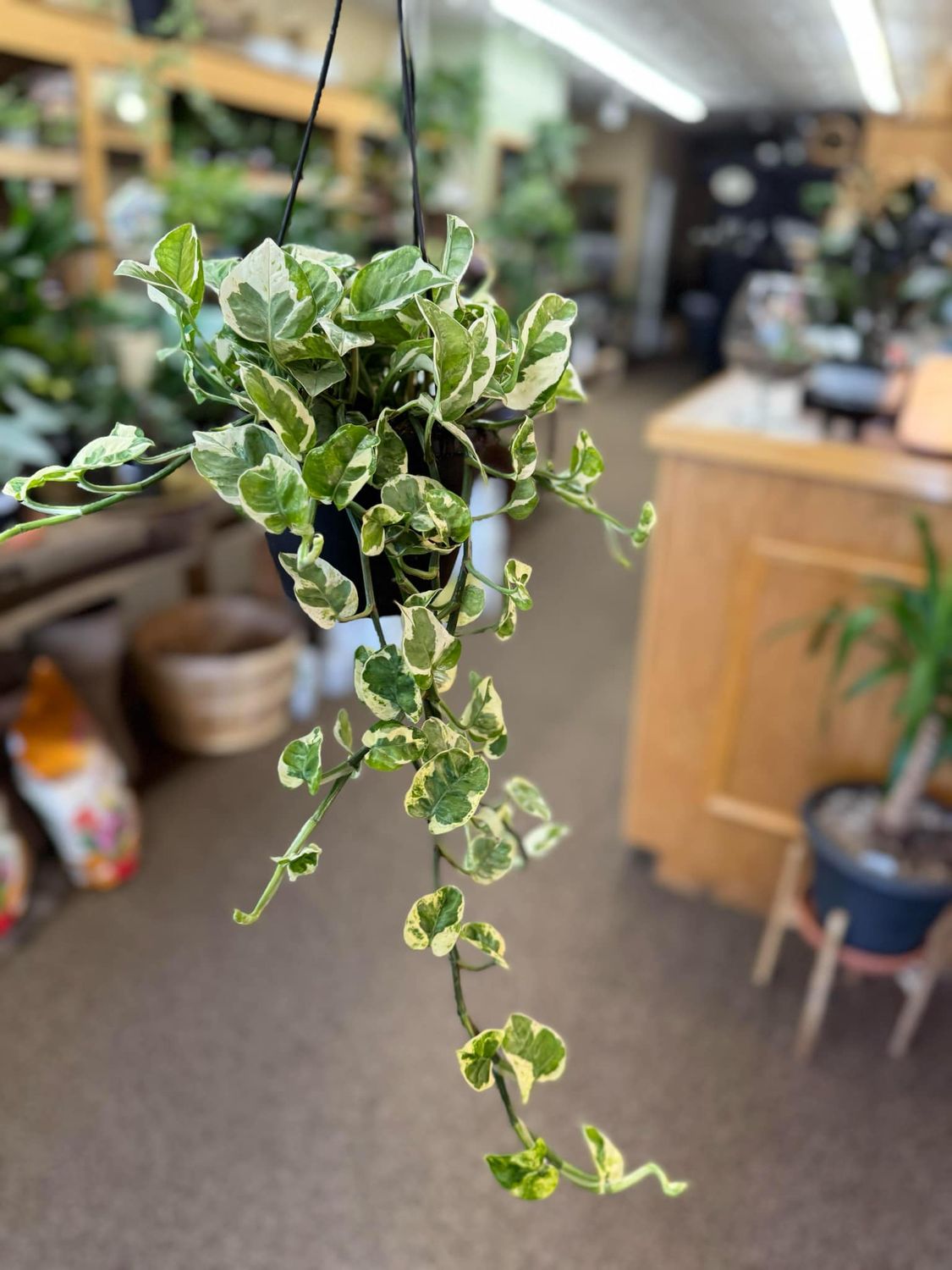 6.5&quot; Epipremnum Aureum Pearls &amp; Jade 