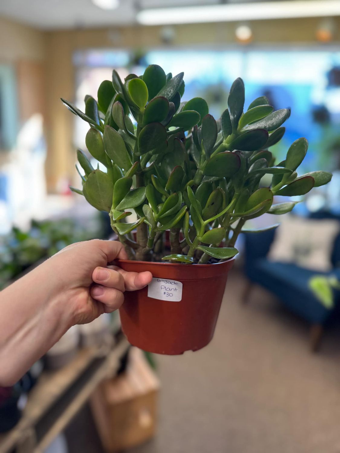 6&quot; Jade Plant