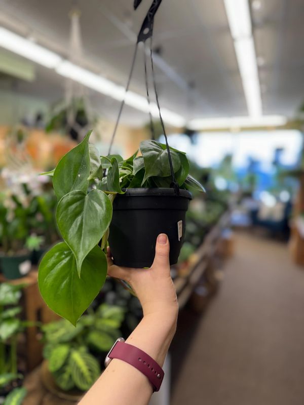 6.5&quot; Philodendron Cordatum