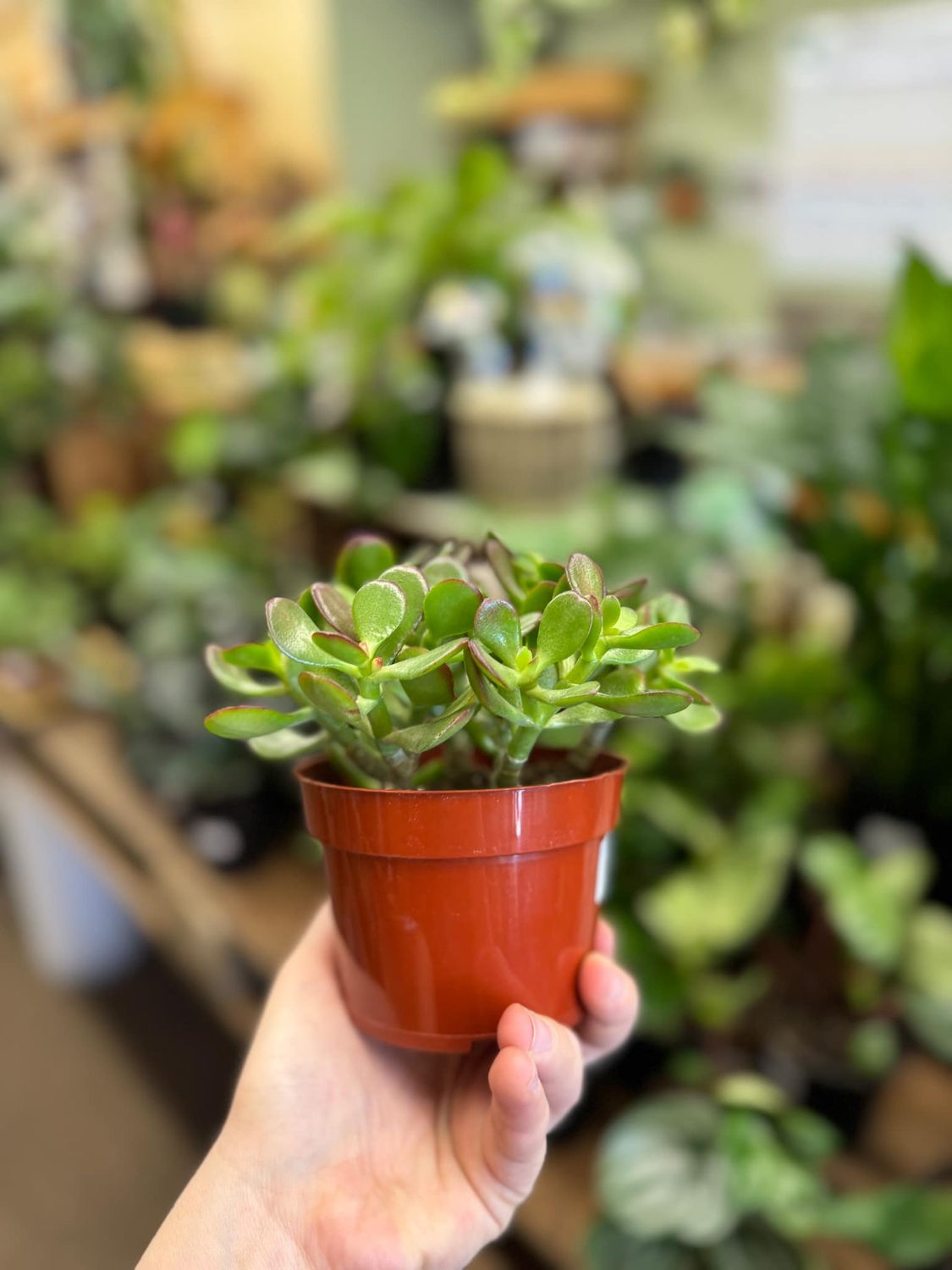3.5&quot; Jade Plant