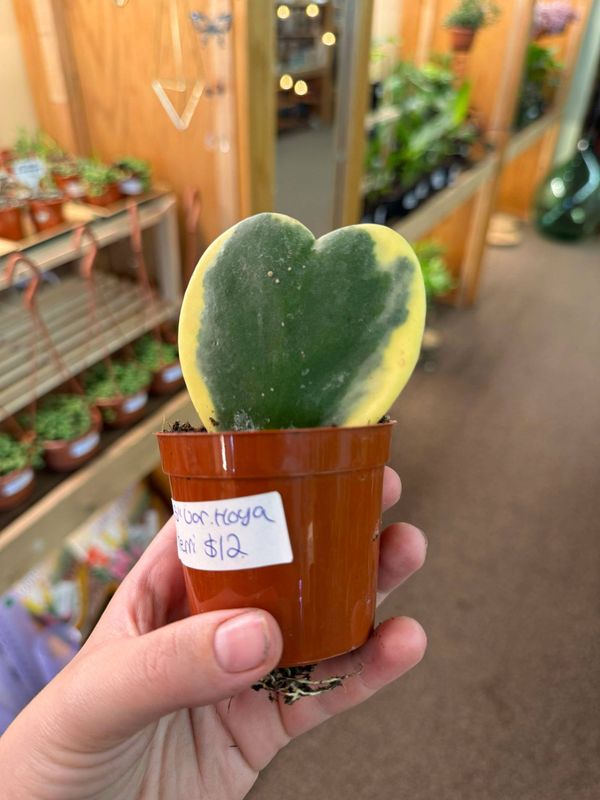 2.5&quot; Variegated Hoya Kerrii