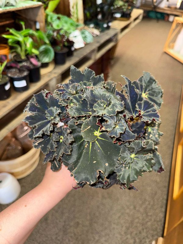 4&quot; Begonia Rex Black Truffle 