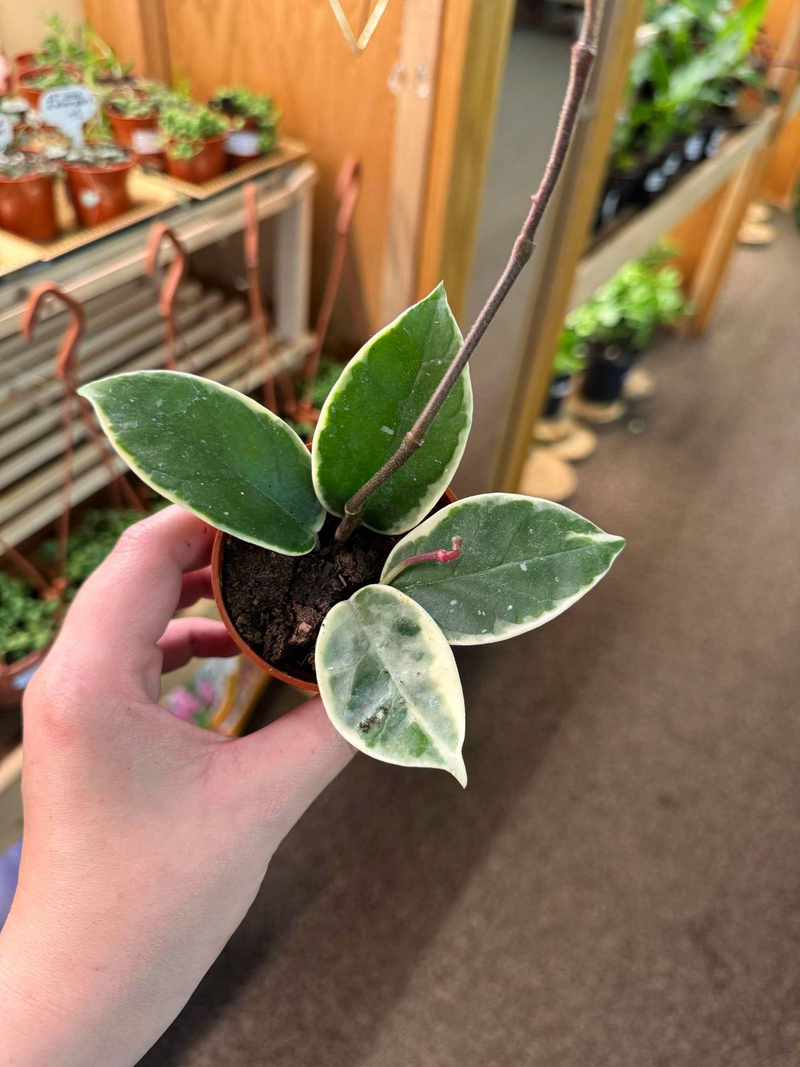 3.5&quot; Hoya Carnosa Princess