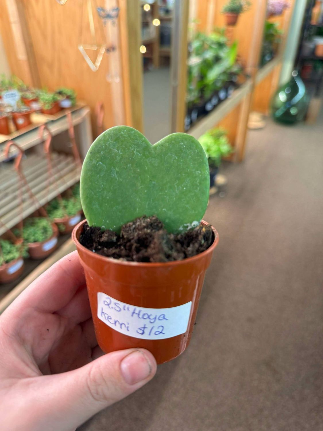 2.5&quot; Hoya Kerrii