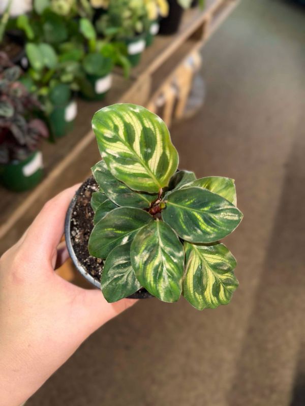 4&quot; Calathea Peacock