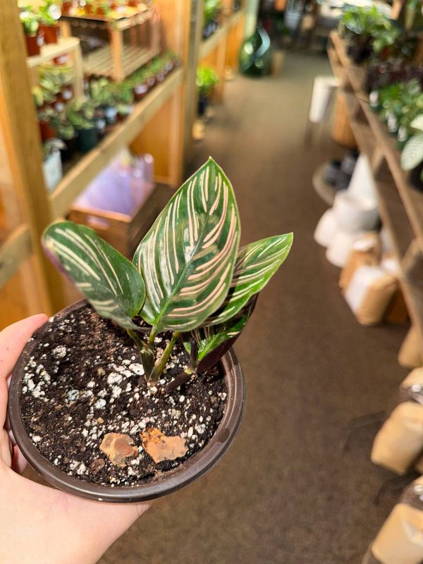 4&quot; Calathea Beauty Star