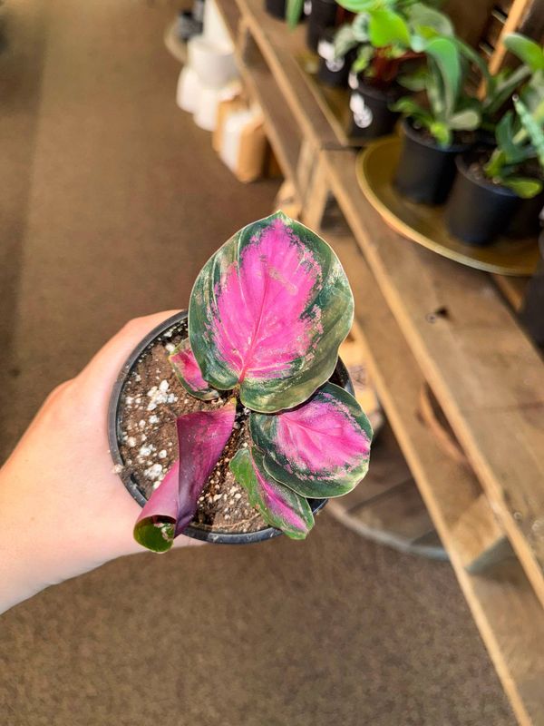 4&quot; Calathea Roseopticta
