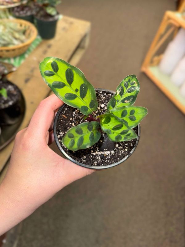 4&quot; Calathea Rattlesnake