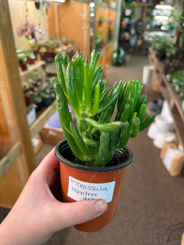4&quot; Crassula Horntree (Hobbit)