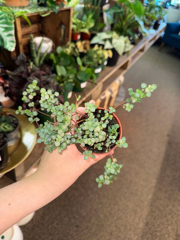 2.5&quot; Pilea Aquamarine
