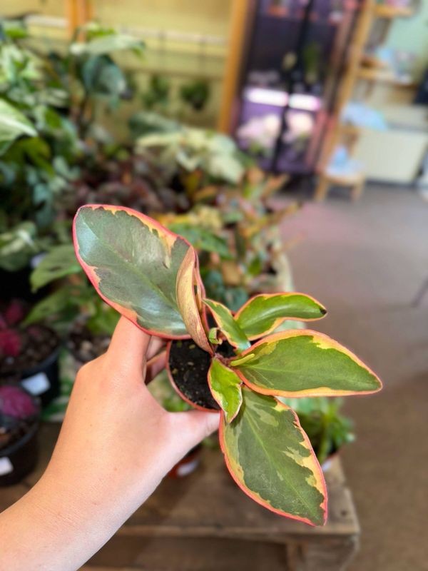 2.5&quot; Peperomia Ginny (Red Edge) 