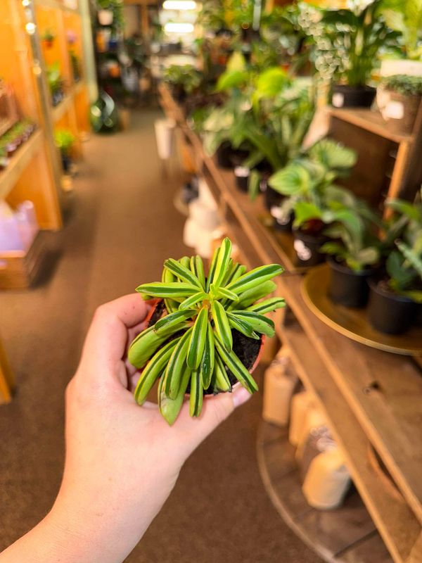 2.5&quot; Peperomia Navils (Taco Leaf)